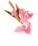 GLADIOLA