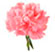 CARNATION