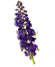 DELPHINIUM