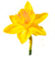 DAFFODIL