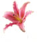 LILY