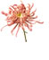 CHRYSANTHEMUM