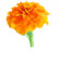MARIGOLD