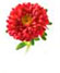 ASTER