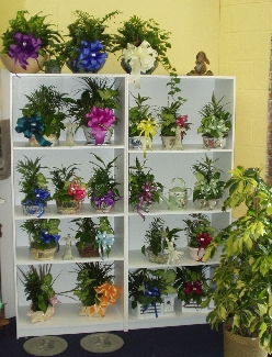 Dish Gardens
