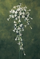 Flowers For The Wedding