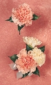 Flowers For The Wedding