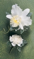 Flowers For The Wedding