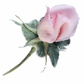 Flowers For The Wedding