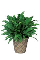 Aglaonema