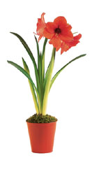 Amaryllis
