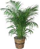 Areca Palms