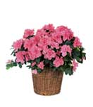 Azaleas