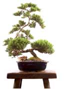 Bonsai