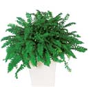Boston Fern
