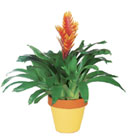 Bromeliads