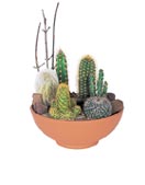 Cacti & Succulent Plants