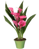 Callas