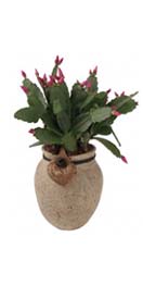Christmas Cactus