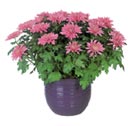 Chrysanthemums