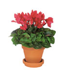 Cyclamen