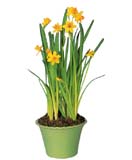 Daffodils (Narcissus)