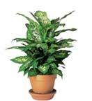 Dieffenbachia