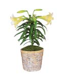 Easter Lily