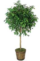 Ficus