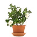 Gardenia
