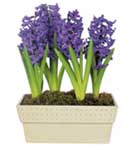 Hyacinth