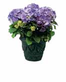 Hydrangea