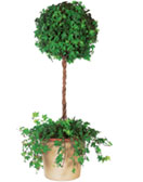 Ivy