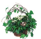 Kalanchoe