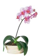 Orchid