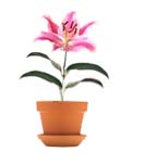 Oriental Lily
