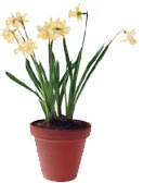 Paperwhites