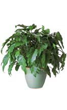 Philodendron