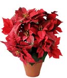 Poinsettia