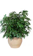 Schefflera Arboricola
