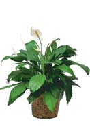 Spathiphyllum