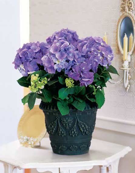 Hydrangea