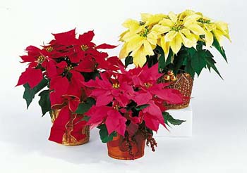 Poinsettias