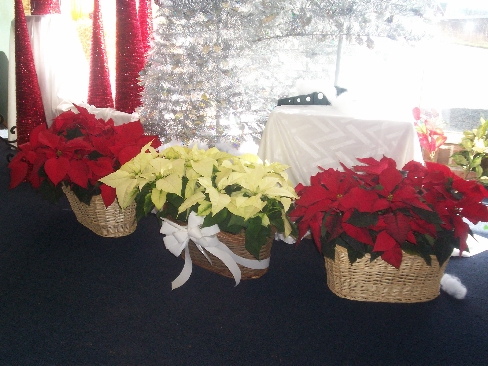Poinsettias