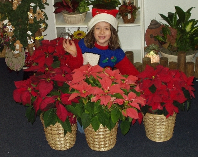 Poinsettias Available in Sparta, NC near Roaring Gap and New River