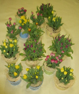 Potted Tulips