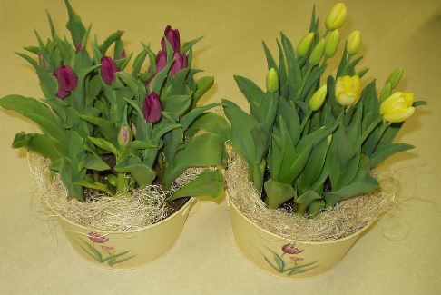 Potted Tulips