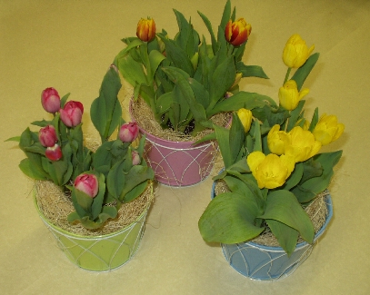Potted Tulips