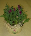 Potted Tulips