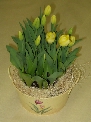 Potted Tulips